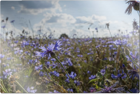 Tableau photo a personnalisé ou vierge